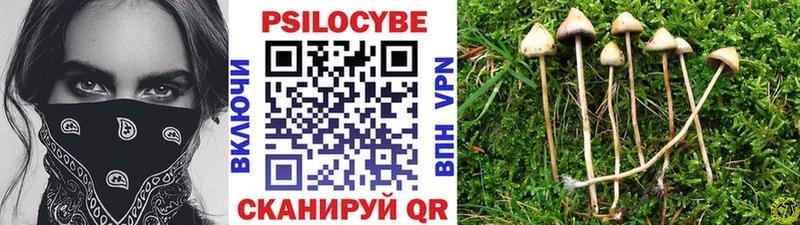 закладки Иноземцево Псилоцибиновые грибы MAGIC MUSHROOMS